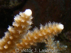 close-up staghorn coral{acropora cervicornis} in v.j.leve... by Victor J. Lasanta 